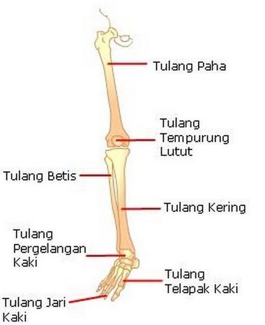 Detail Gambar Anggota Gerak Nomer 32