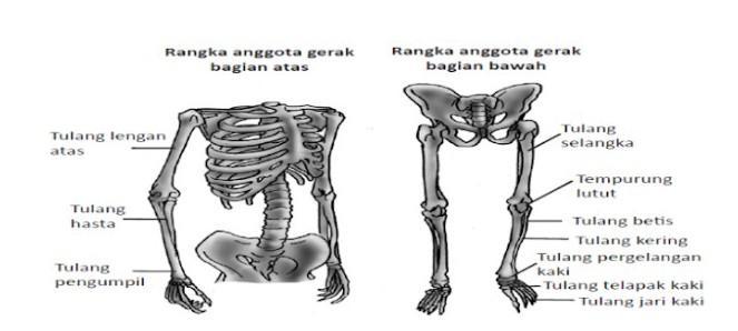 Detail Gambar Anggota Gerak Nomer 36