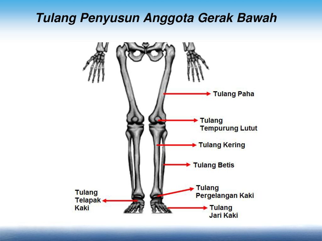 Detail Gambar Anggota Gerak Nomer 46