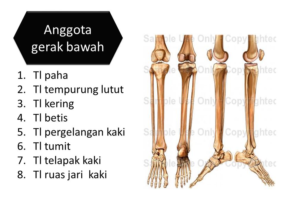 Detail Gambar Anggota Gerak Nomer 50