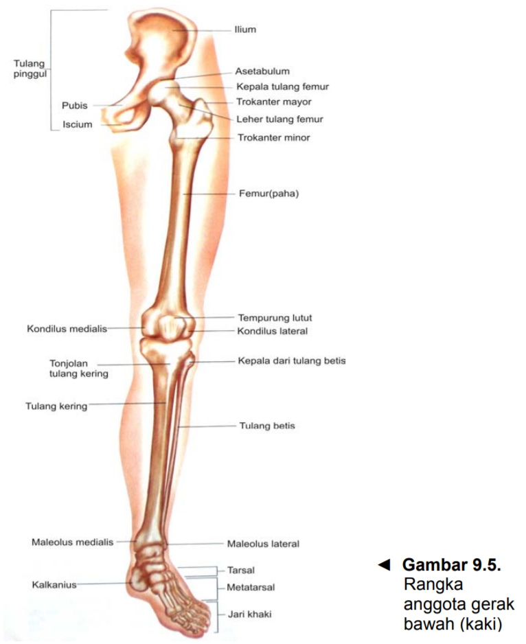 Detail Gambar Anggota Gerak Nomer 55