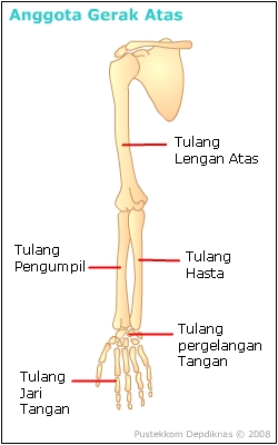 Detail Gambar Anggota Gerak Atas Nomer 2