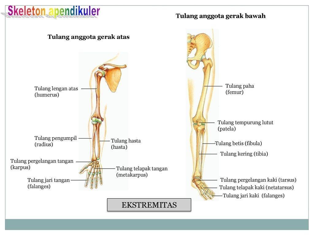 Detail Gambar Anggota Gerak Atas Nomer 10