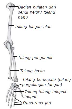 Detail Gambar Anggota Gerak Atas Nomer 11