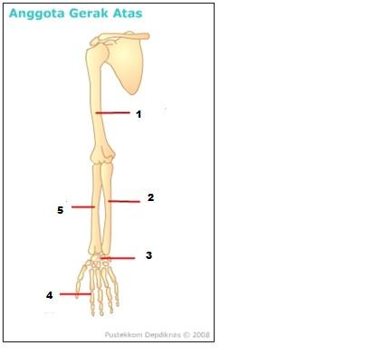 Detail Gambar Anggota Gerak Atas Nomer 12