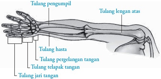 Detail Gambar Anggota Gerak Atas Nomer 21