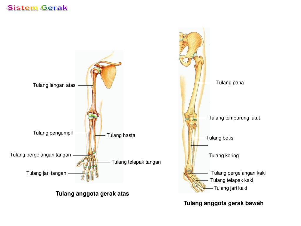 Detail Gambar Anggota Gerak Atas Nomer 24