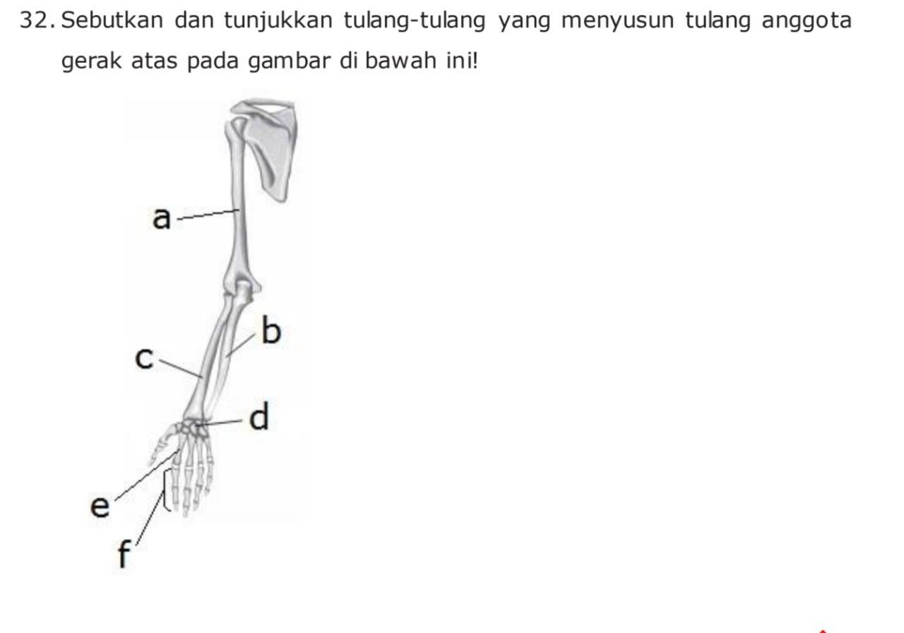 Detail Gambar Anggota Gerak Atas Nomer 27