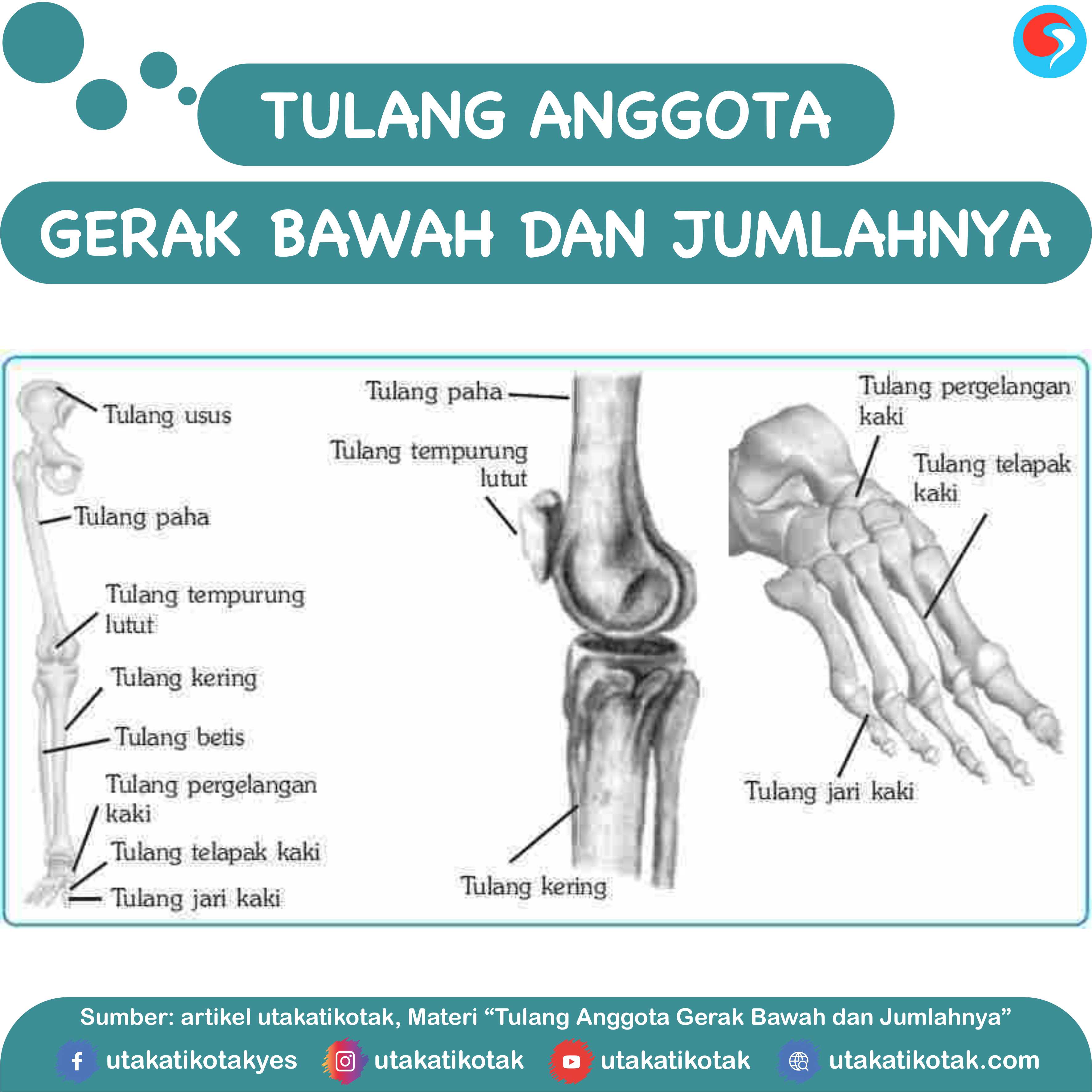 Detail Gambar Anggota Gerak Atas Nomer 31