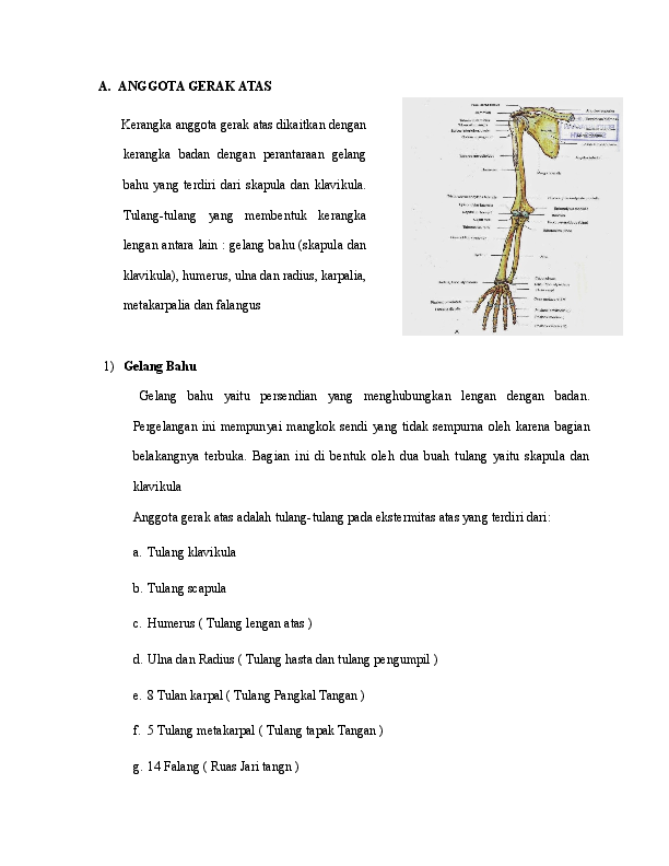 Detail Gambar Anggota Gerak Atas Nomer 35