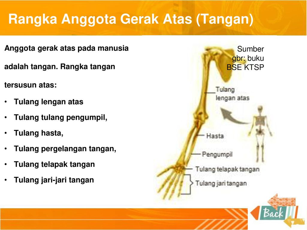 Detail Gambar Anggota Gerak Atas Nomer 41