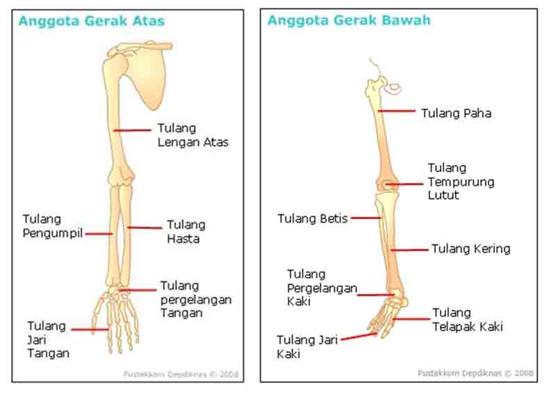 Detail Gambar Anggota Gerak Atas Nomer 46