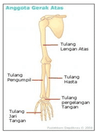 Detail Gambar Anggota Gerak Atas Nomer 47