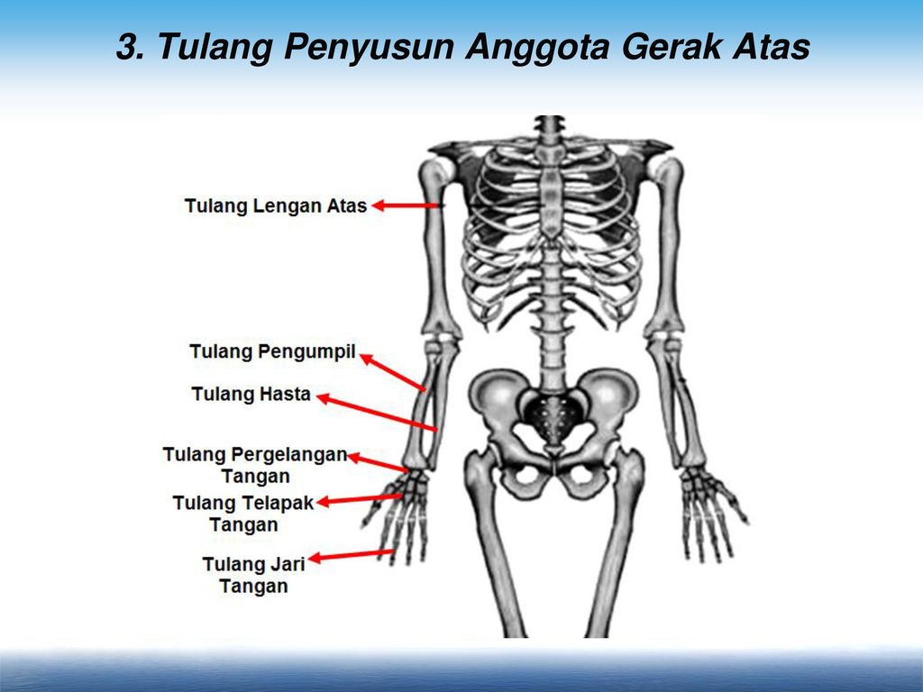 Detail Gambar Anggota Gerak Atas Nomer 48