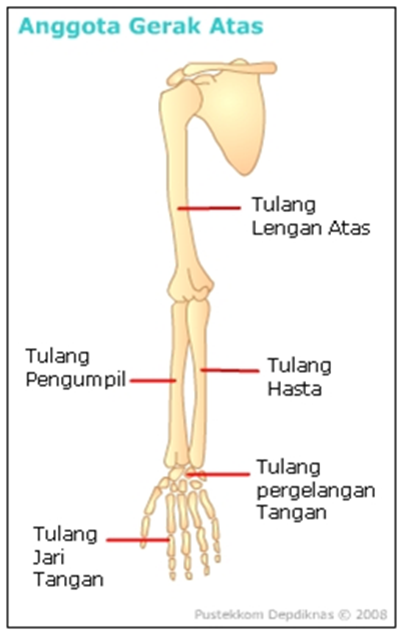 Detail Gambar Anggota Gerak Atas Nomer 49