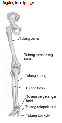 Detail Gambar Anggota Gerak Atas Nomer 9