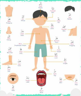 Detail Gambar Anggota Tubuh Bahasa Arab Nomer 12