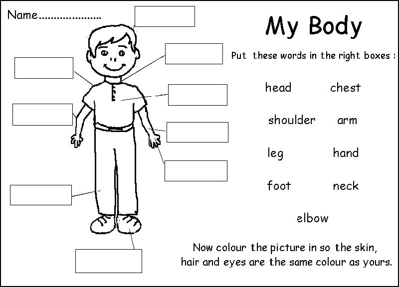 Detail Gambar Anggota Tubuh Bahasa Inggris Nomer 18