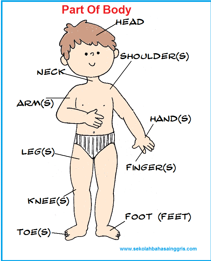 Detail Gambar Anggota Tubuh Bahasa Inggris Nomer 5