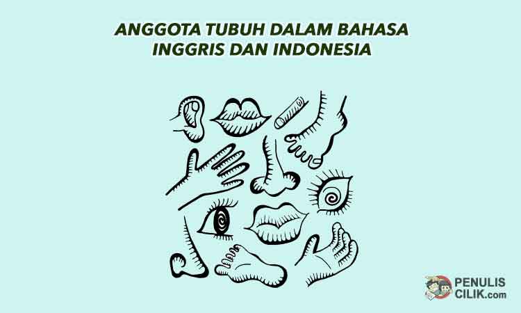 Detail Gambar Anggota Tubuh Bahasa Inggris Nomer 45