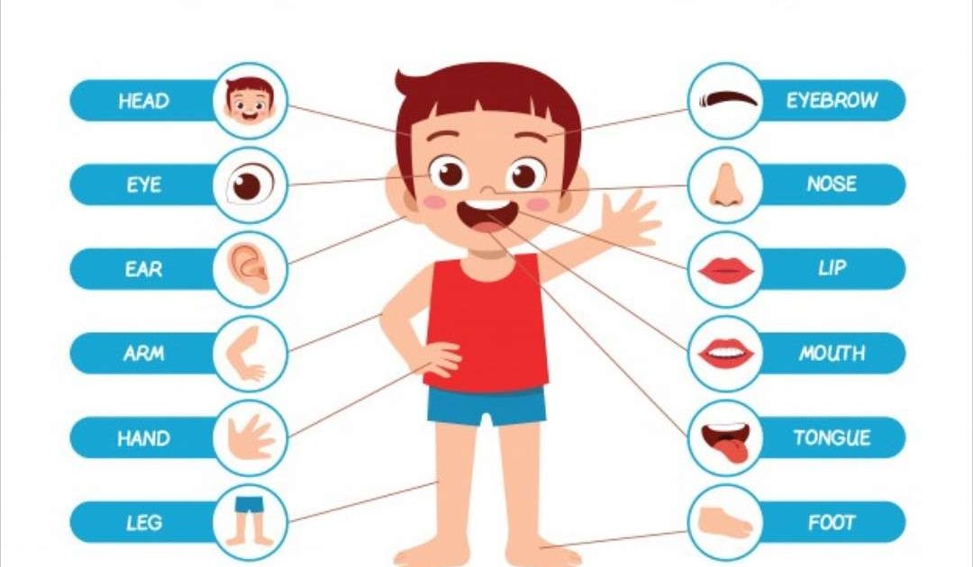 Detail Gambar Anggota Tubuh Bahasa Inggris Nomer 7