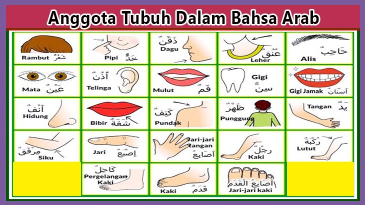 Detail Gambar Anggota Tubuh Dalam Bahasa Arab Nomer 14