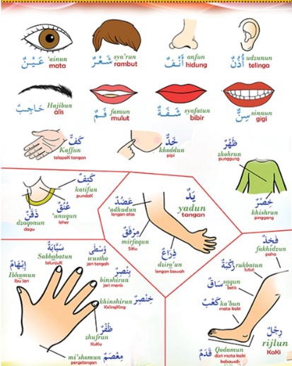 Download Gambar Anggota Tubuh Dalam Bahasa Arab Nomer 3