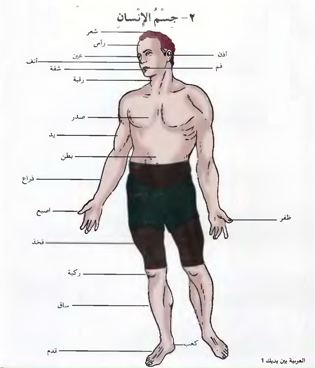 Detail Gambar Anggota Tubuh Dalam Bahasa Arab Nomer 27