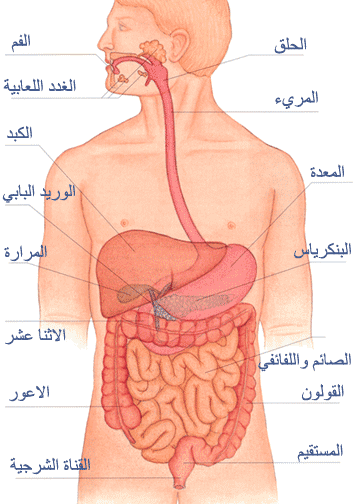 Detail Gambar Anggota Tubuh Dalam Bahasa Arab Nomer 35