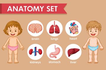 Detail Gambar Anggota Tubuh Dalam Bahasa Inggris Nomer 14