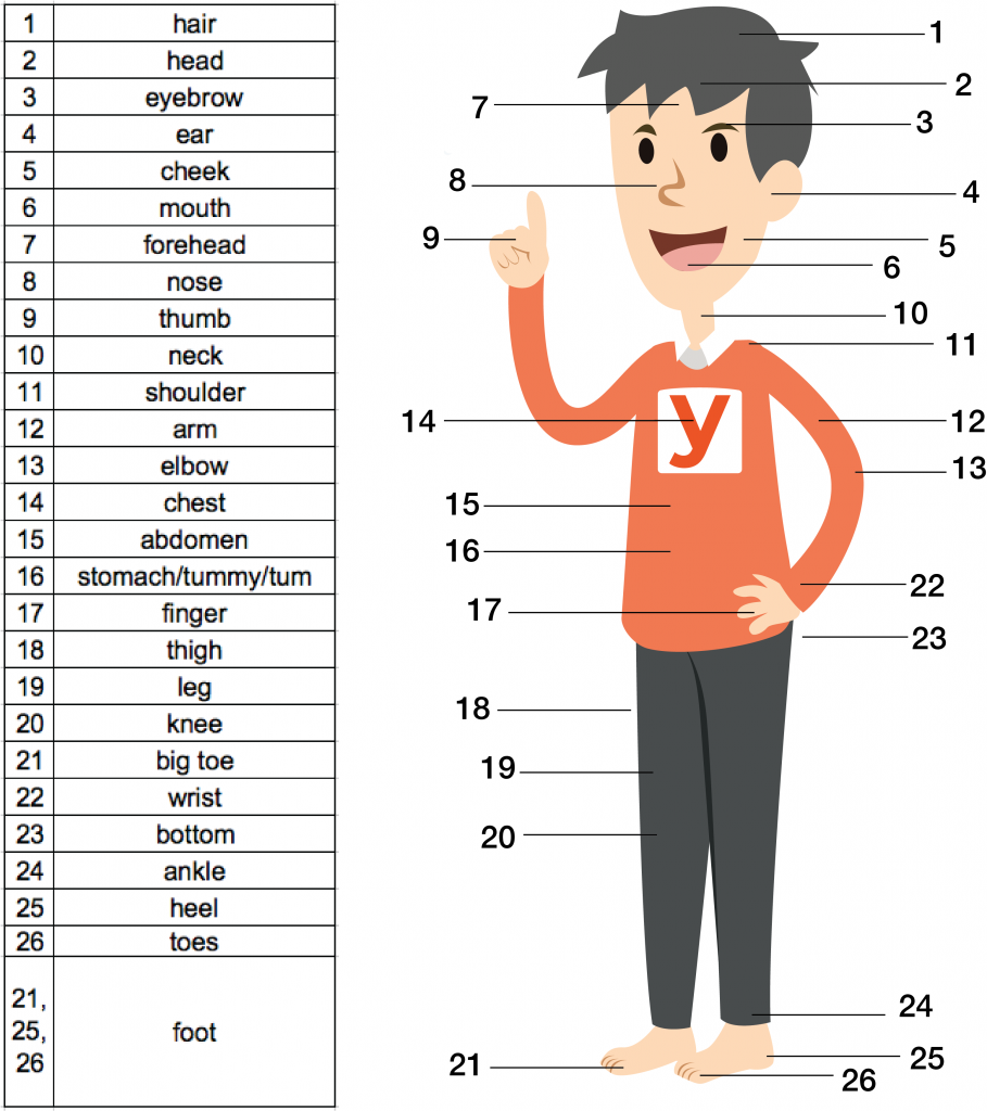 Detail Gambar Anggota Tubuh Dalam Bahasa Inggris Nomer 3