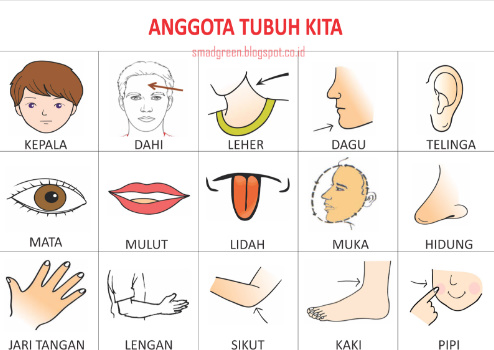 Detail Gambar Anggota Tubuh Dalam Bahasa Inggris Nomer 36