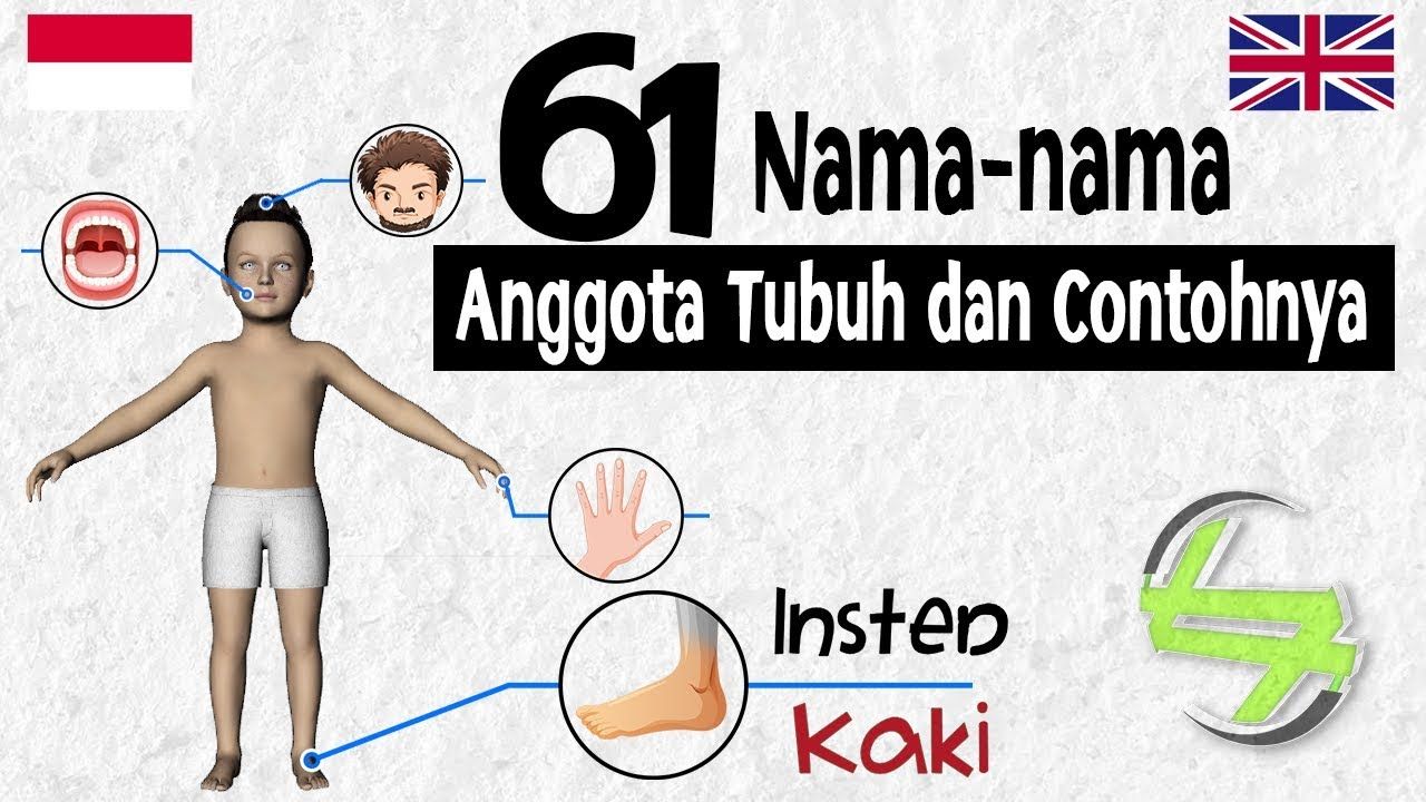 Detail Gambar Anggota Tubuh Dalam Bahasa Inggris Nomer 48