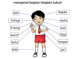 Detail Gambar Anggota Tubuh Dan Namanya Nomer 33