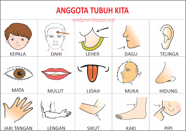 Detail Gambar Anggota Tubuh Dan Namanya Nomer 5