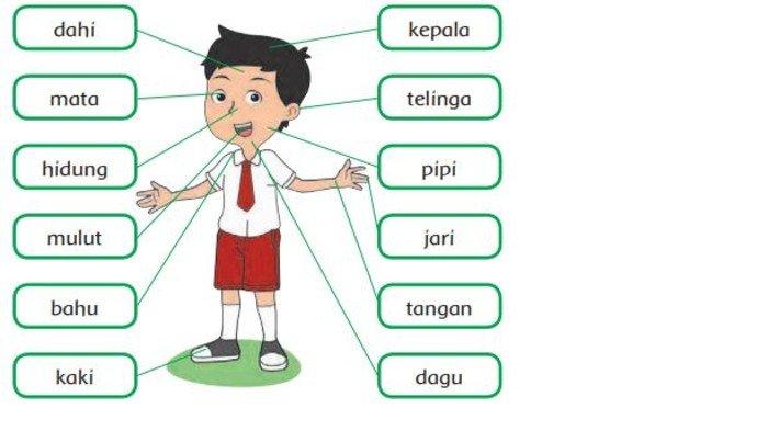 Detail Gambar Anggota Tubuh Gambar Bagian Bagian Kepala Nomer 47