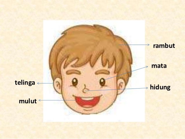 Detail Gambar Anggota Tubuh Gambar Bagian Bagian Kepala Nomer 6