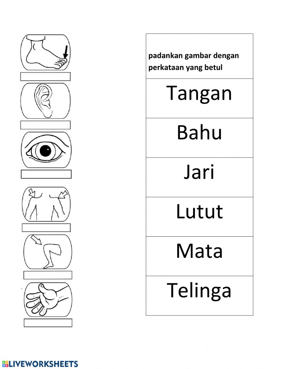 Detail Gambar Anggota Tubuh Hitam Putih Nomer 17