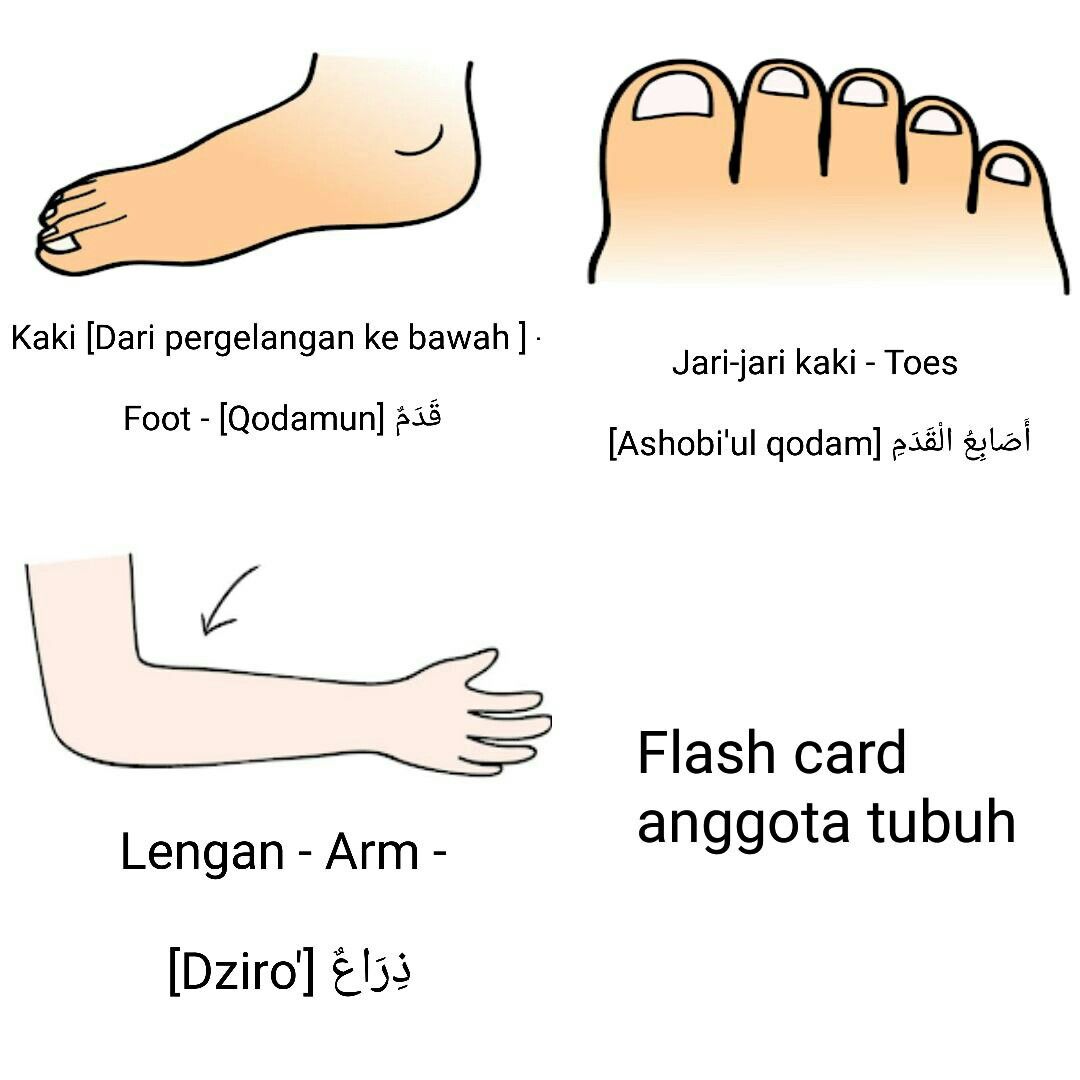 Detail Gambar Anggota Tubuh Kaki Nomer 16