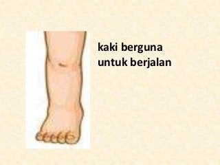 Detail Gambar Anggota Tubuh Kaki Nomer 22