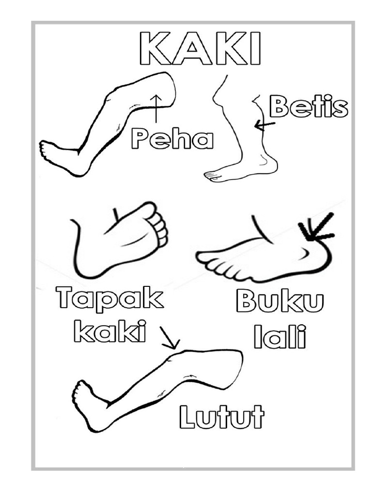 Detail Gambar Anggota Tubuh Kaki Nomer 6