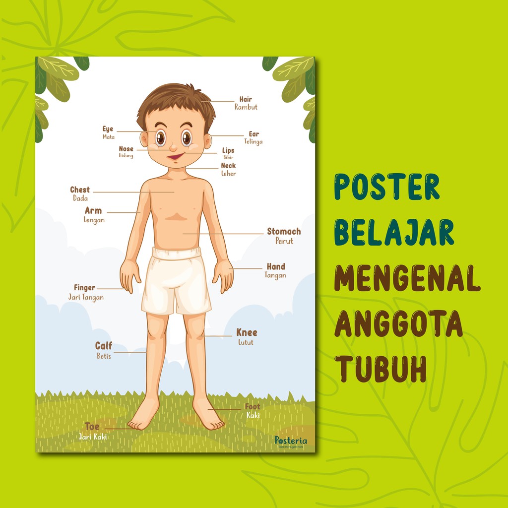 Detail Gambar Anggota Tubuh Untuk Anak Tk Nomer 18