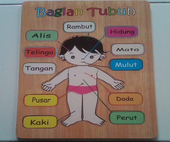 Detail Gambar Anggota Tubuh Untuk Anak Tk Nomer 24