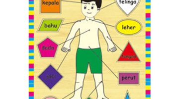 Detail Gambar Anggota Tubuh Untuk Anak Tk Nomer 49