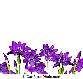Detail Hintergrund Blaue Blumen Nomer 14
