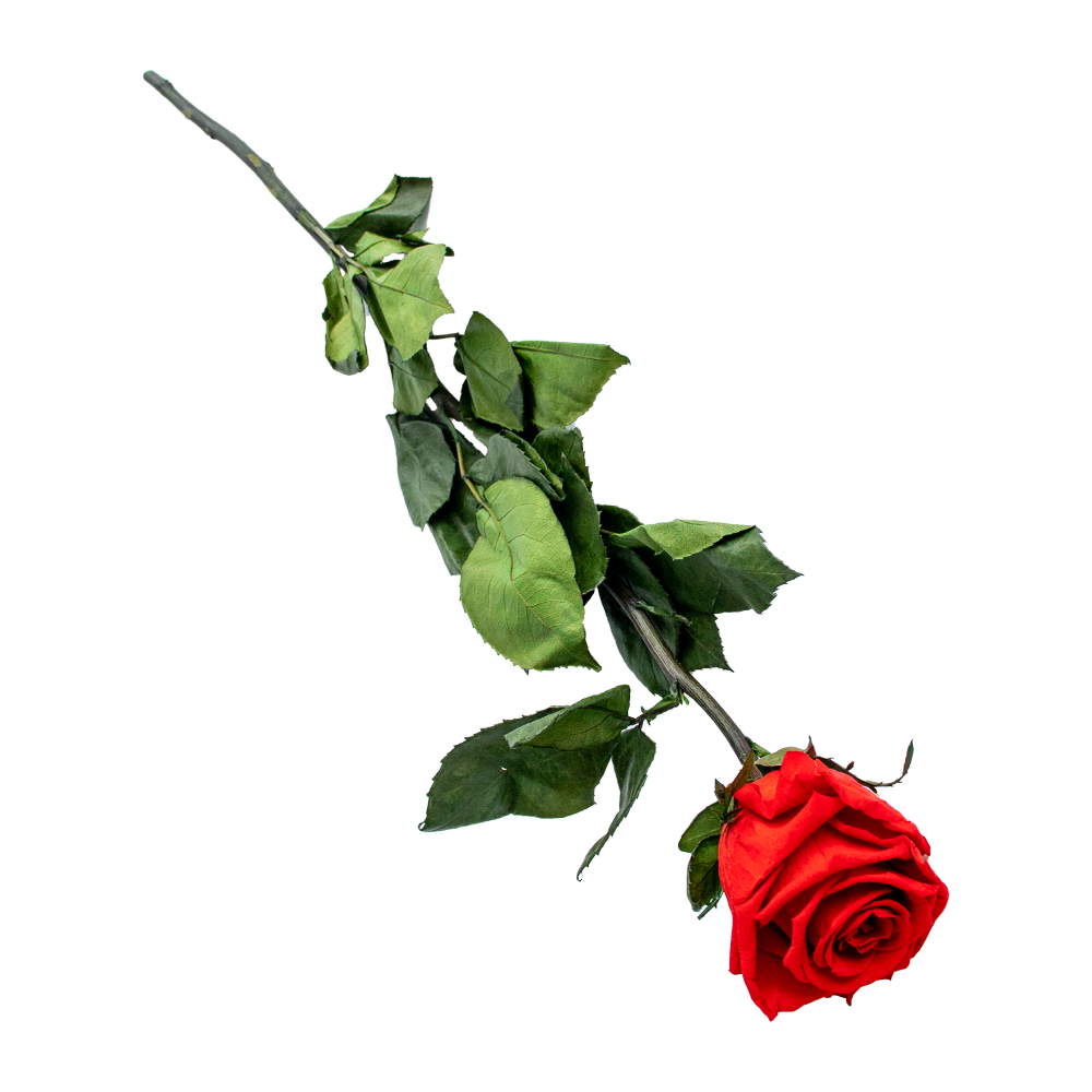 Rose Einzeln - KibrisPDR