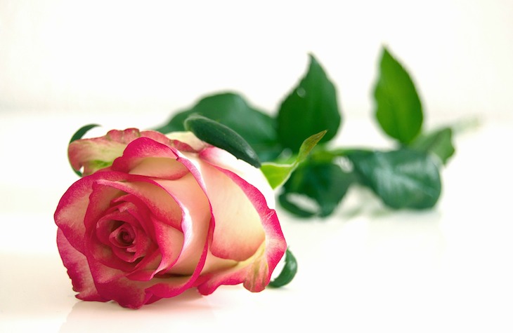 Detail Rose Einzeln Nomer 2