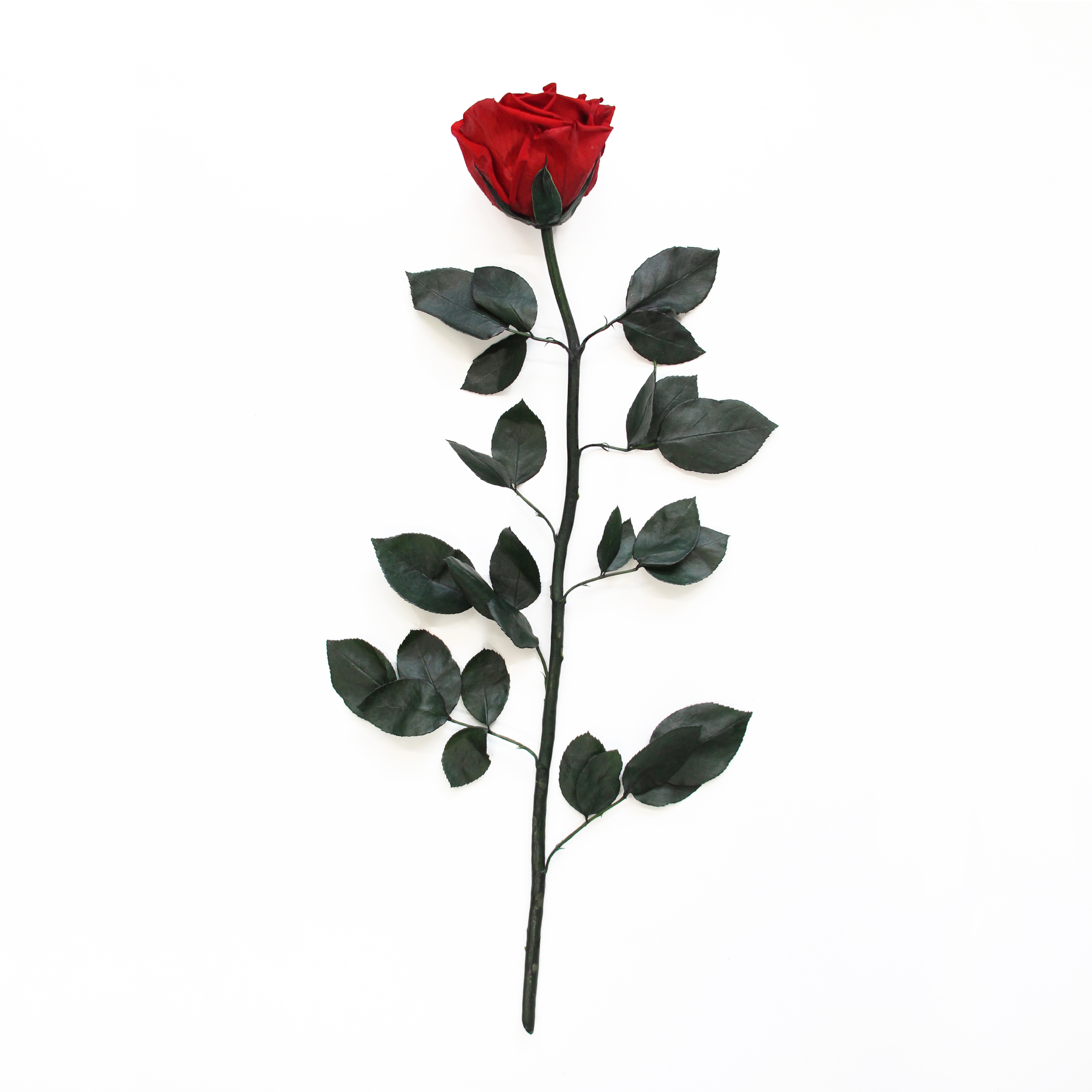 Detail Rose Einzeln Nomer 3