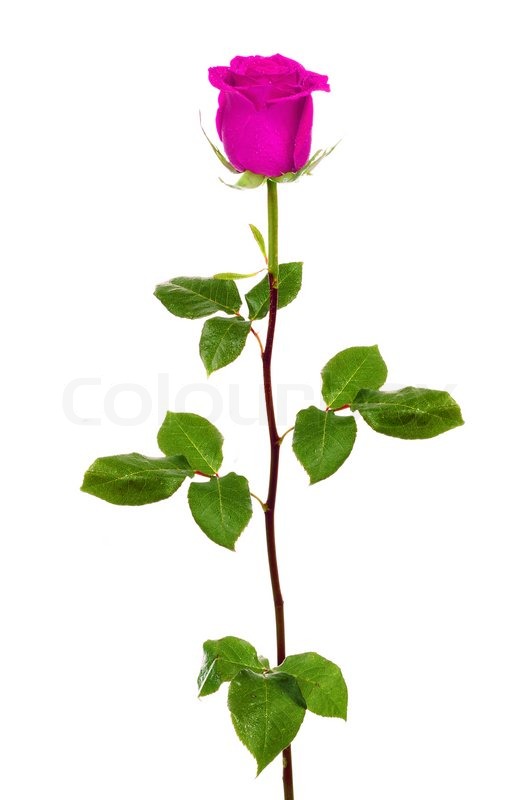 Detail Rose Einzeln Nomer 4