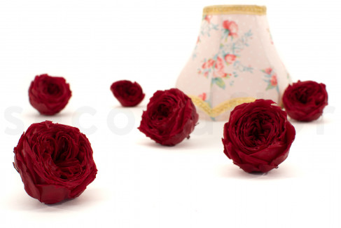 Detail Rose Einzeln Nomer 9